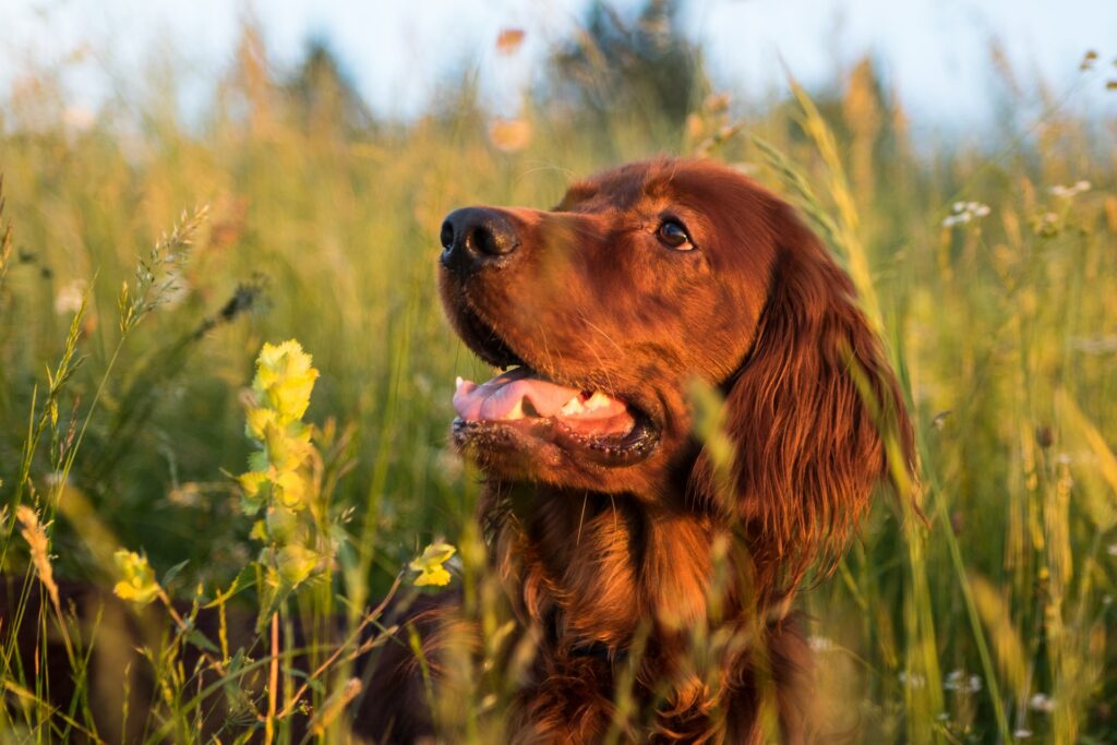 Why do dogs eat grass and is it safe? Oh, to be a dog munching on some grass...