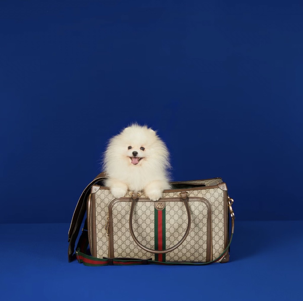 Gucci pet products
