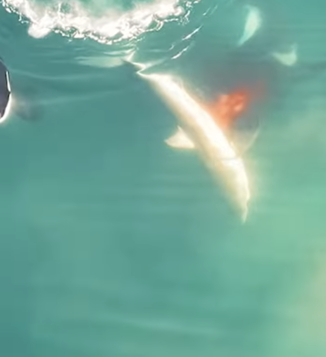 great white shark killed by orcas 