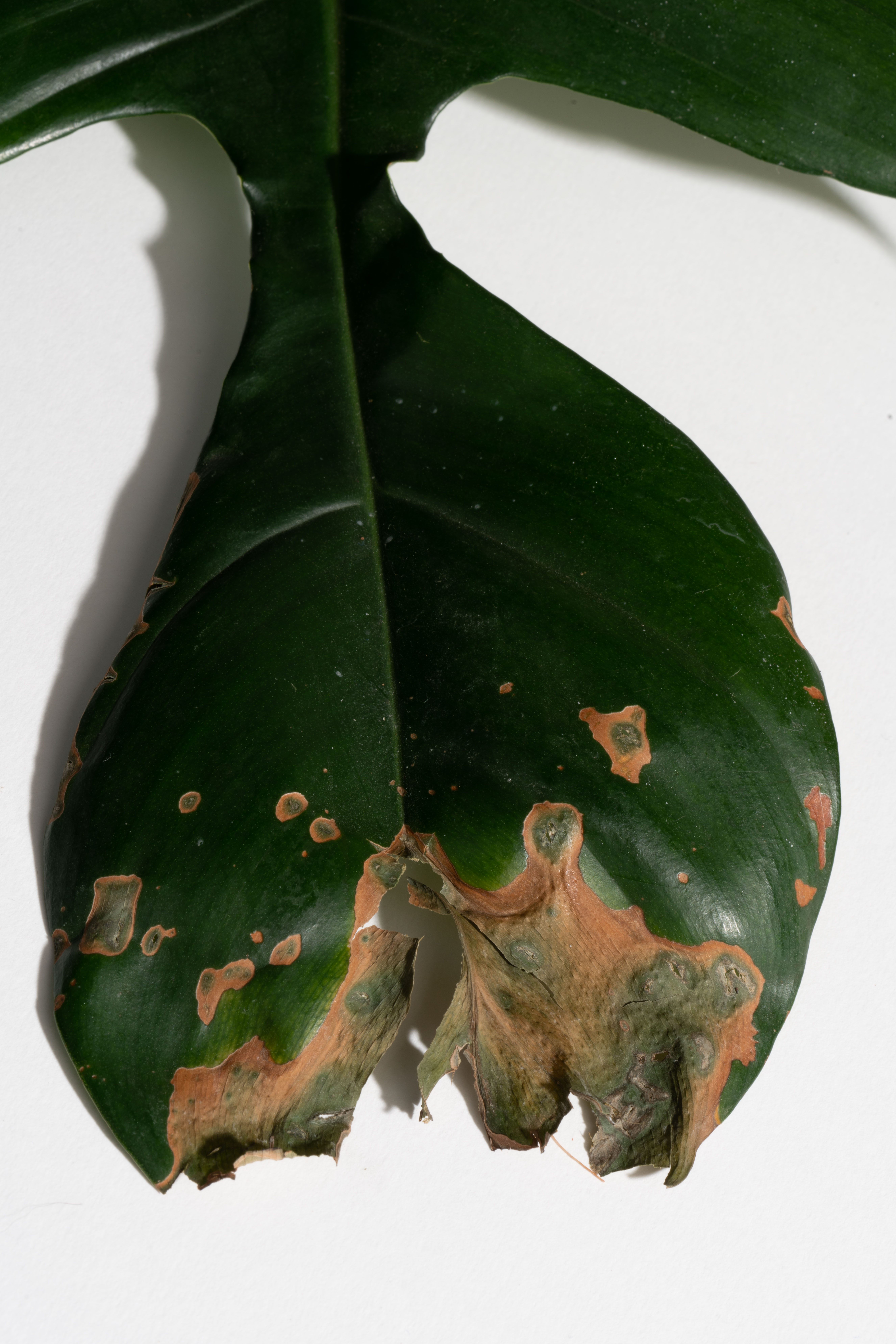 plant leaf with brown spots