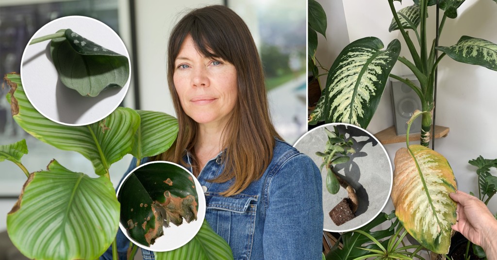 How to spot what's wrong with your houseplant - and save it