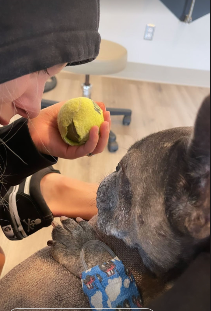 Alabama held a favourite tennis ball in front of Blue, who had an IV line bandaged to his front paw (Picture: Instagram)