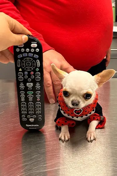 World's Shortest Dog Chihuahua Pearl 