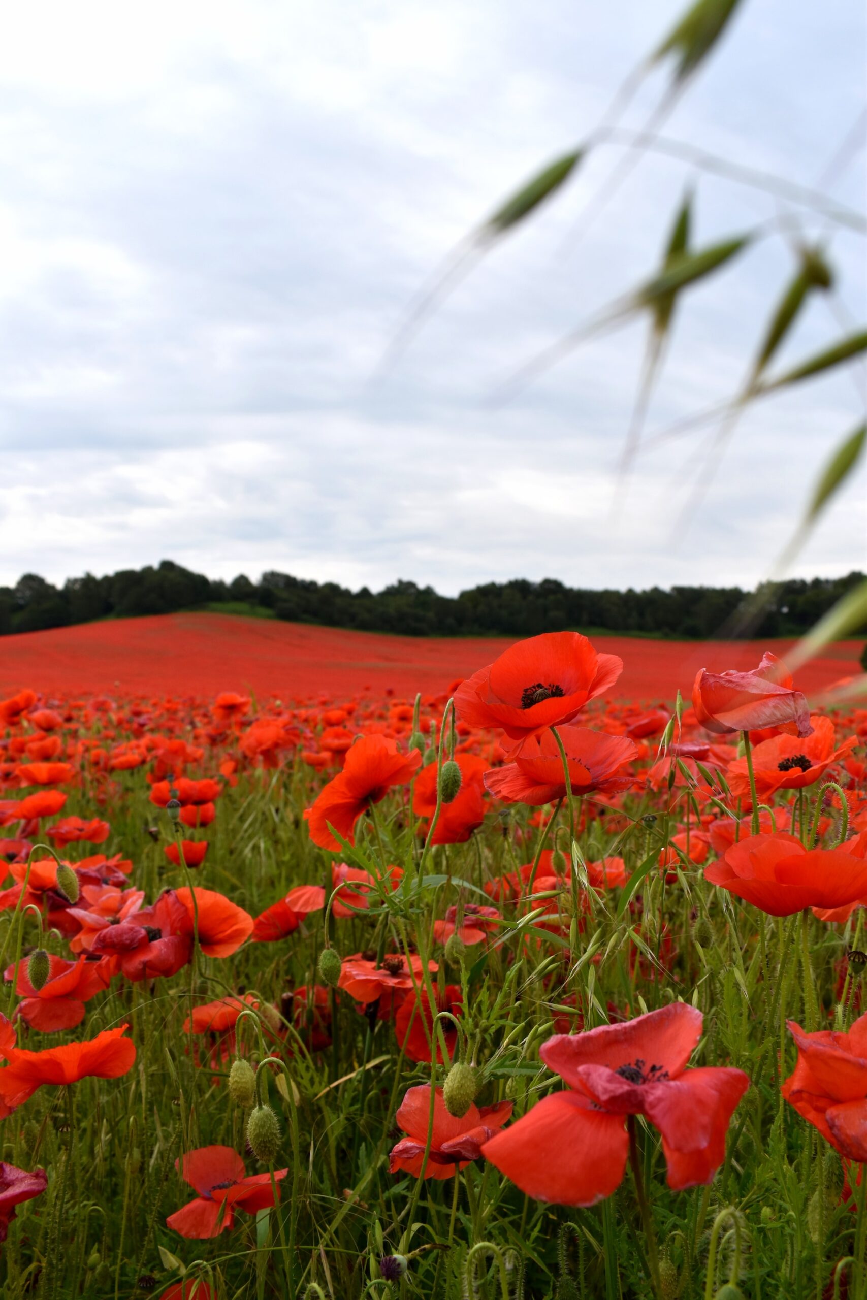 Are you suffering from tall poppy syndrome in the office?  Are your colleagues trying to cut you down - or perhaps it's you taking them down to size.