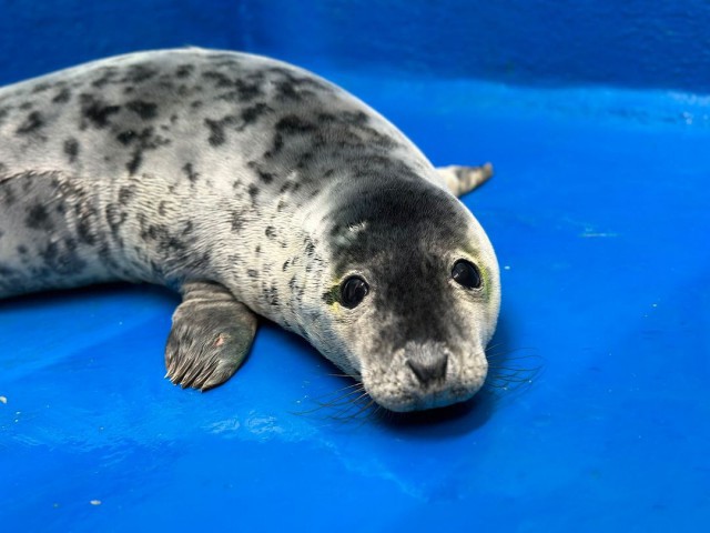 Judi Dench the seal pup