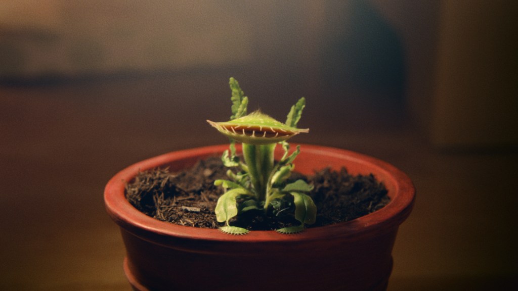 Snapper the Venus flytrap in John Lewis Christmas advert 2023, titled 'Snapper, the perfect tree'
