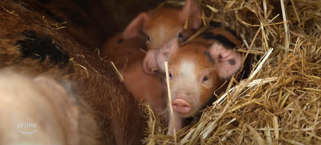 Little pigs on Clarkson's Farm